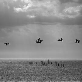 Chesapeake Pelicans by Steven Nelson
