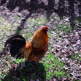 chicken by a picket fence 02 by Flees Photos