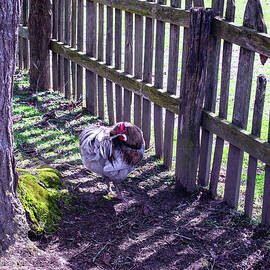 chicken by a picket fence 1 by Flees Photos