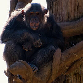 Chimpanzee in a tree by Flees Photos