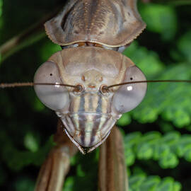 Chinese Mantis by Brian Weber