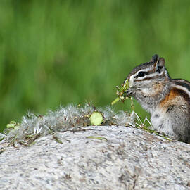 Chipmunk Eating Seeds  by Cascade Colors