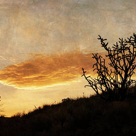 Cholla at Sunset by Mary Lee Dereske