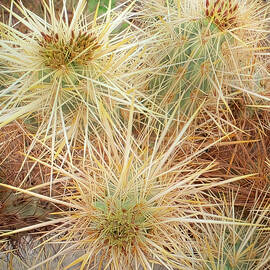 Cholla Cactus by Rebecca Herranen