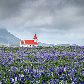 Church Among the Lupines by Richard DeYoung