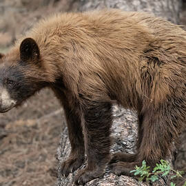 CinnamonBear by Paul Martin