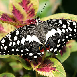 Citrus Swallowtail by Rona Black