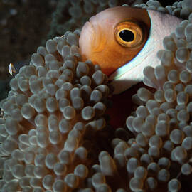 Clark's Anemonefish  by Brian Weber