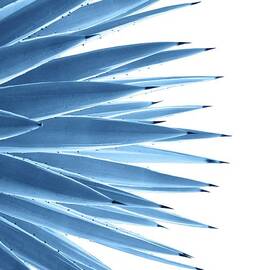 Classic Blue Agave Dream #1 #tropical #decor #art  by Anitas and Bellas Art