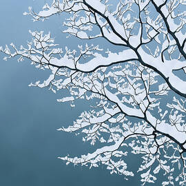 Windstill by Moira Risen