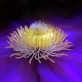 Clematis Aglow by Jessica Jenney