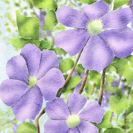 Clematis Flowers by Snow Iris Studio