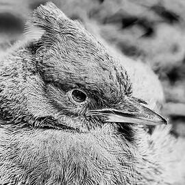 Close-up of a Baby Stellar Bluejay by Bruce Block