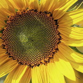 Close-Up of a Bright Sunflower by Shirley Mitchell