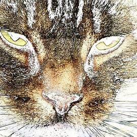 Close-Up of a Cat's Intense Stare by Bruce Block