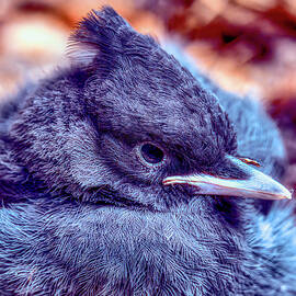 Close-Up of a Fledgling Stellar Blue Jay by Bruce Block