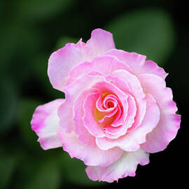Close-Up of a Pink Rose by Elvira Peretsman