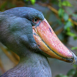 Close-up of a shoebill with a large beak against a blurred natural background by Miroslav Liska