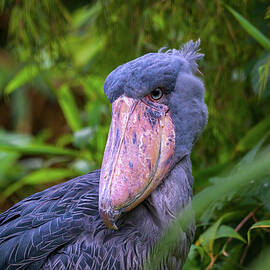 Close-up of a shoebill with a large beak against by Miroslav Liska