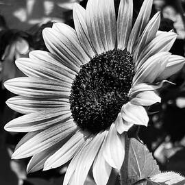 Close-up of a Sunflower by Mary Lee Dereske
