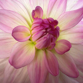 Close-Up of a Vibrant Dahlia Bloom by Barbara Siegel