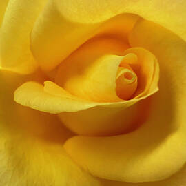 Close-Up of a Yellow Rose by Barbara Siegel