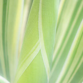 Close-Up of Agave Leaves by Elvira Peretsman