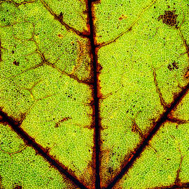 Rusty Leaf