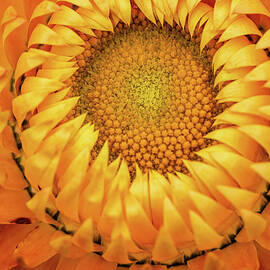 Close-Up of Orange Strawflower by Shirley Mitchell