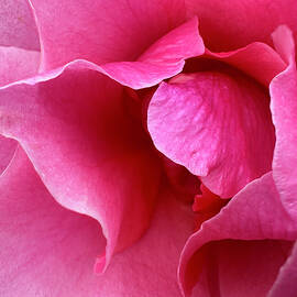 Close-Up of Pink Rose Petals by Barbara Siegel