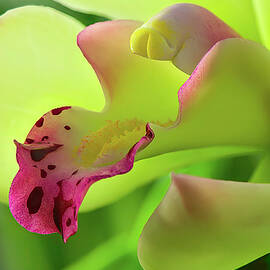Close-Up of Vibrant Orchid Bloom by Michael Collins