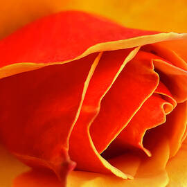 Close Up of Vibrant Rose by Barbara Siegel