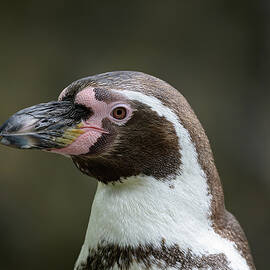 Close-Up Portrait of a Humboldt Penguin by Miroslav Liska