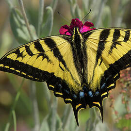 Close-up Western Tiger Swallowtail by Nancy Gleason