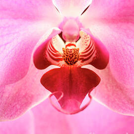 Closeup of pink orchid flower by Jelena Jovanovic