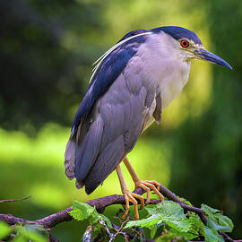 Closeup portrait of a Black-Crowned Night Heron by Miroslav Liska