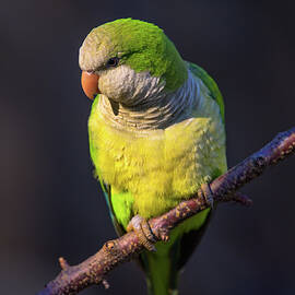 Closeup portrait of a colorful amazon parrot by Miroslav Liska