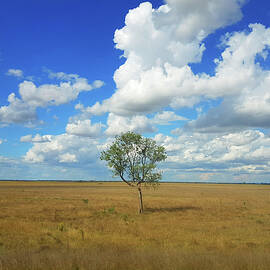 Clouds over a Lone Tree by Andre Petrov