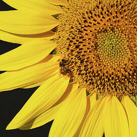 Co-Existence by Charnwood Photography Fine Art
