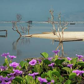Coastal Calm Pearl Farming Vietnam by Rebecca Herranen
