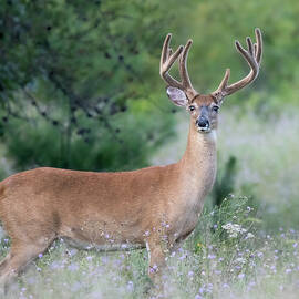 Cockeyed by James Overesch