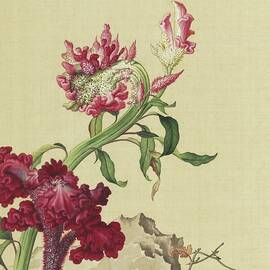Cockscomb - Chinese flower paintings by Giuseppe Castiglione by Giuseppe Castiglione Lang Shining