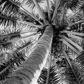 Coconut Palm by Laura Fasulo