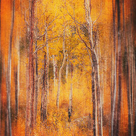 Colorado Aspen Walkway In Autumn by Dan Sproul