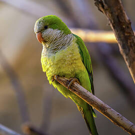 Colorful amazon parrot at sunset light by Miroslav Liska