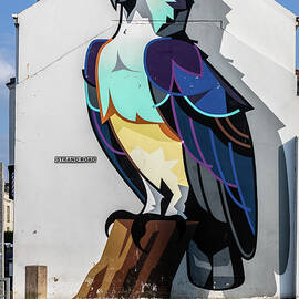 Colorful Bird Mural on City Wall, Port Stewart, Northern Ireland by Francisco Ruiz Navas