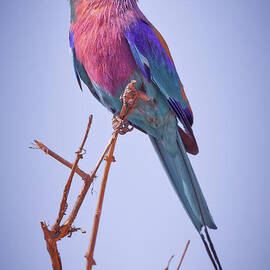 Lilac Breasted Roller on a Branch by Natural Focal Point Photography