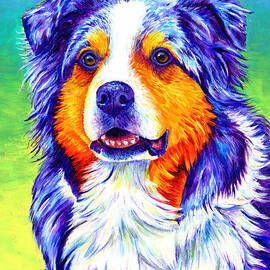 Colorful Blue Merle Australian Shepherd Dog by Rebecca Wang