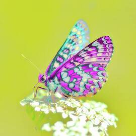 Colorful Butterfly on Bright Flower by Bruce Block