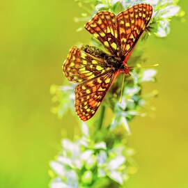 Colorful Butterfly on Flower by Bruce Block